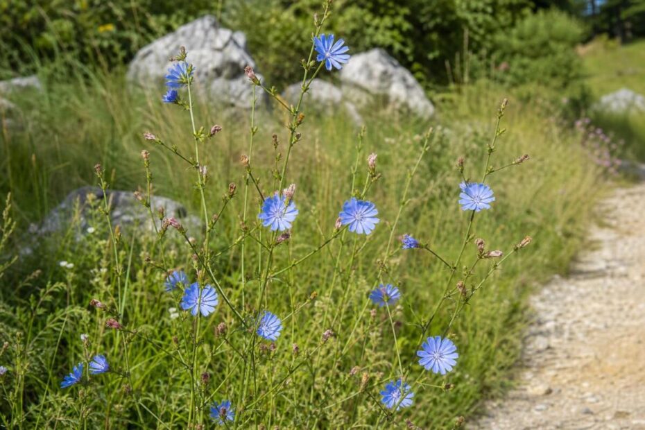 Navadni potrošnik (Cichorium intybus) z značilnimi svetlo modrimi cvetnimi koški ob suhem travniku.