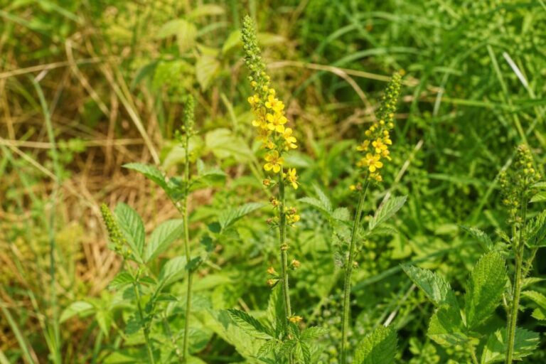Navadni repik (Agrimonia eupatoria) z rumenimi cvetovi na sončnem gozdnem robu