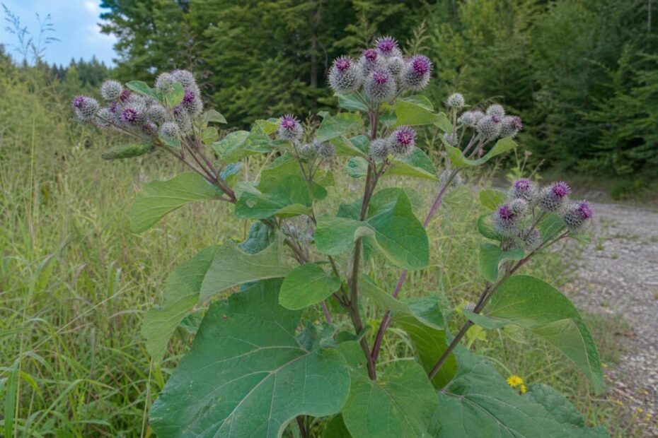 Navadni repinec (Arctium lappa) z velikimi srčastimi listi in vijoličastimi kavljastimi koški