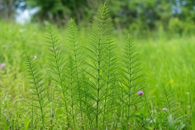 Njivska preslica (Equisetum arvense) z zelenimi členjenimi sterilnimi poganjki in venci stranskih vejic
