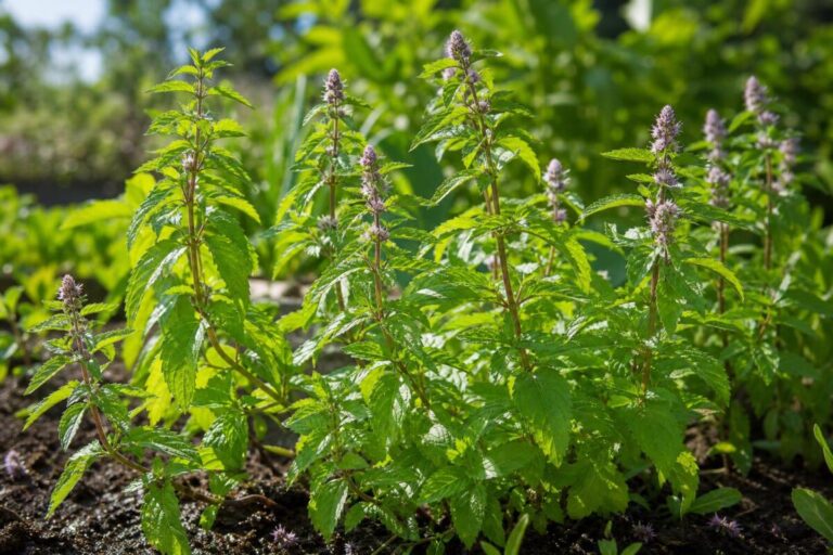 Poprova meta (Mentha × piperita) z nazobčanimi zelenimi listi in rožnato-vijoličnimi cvetovi