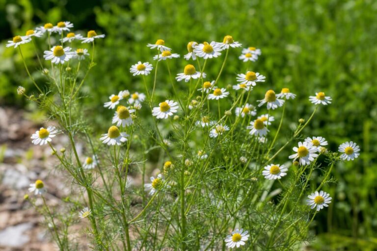 Prava kamilica (Matricaria chamomilla) z belimi cvetovi, rumenimi sredicami in drobno deljenimi listi