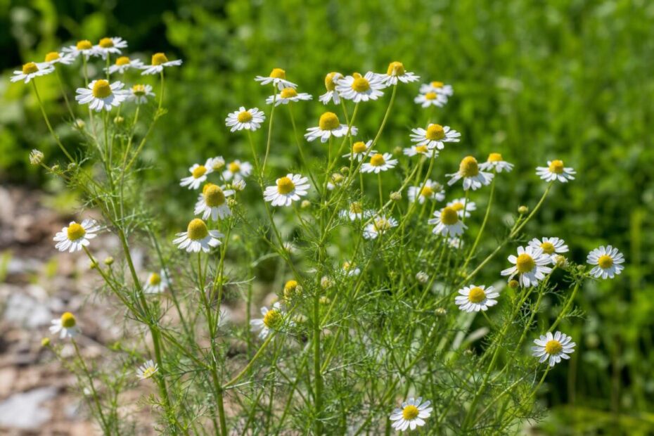 Prava kamilica (Matricaria chamomilla) z belimi cvetovi, rumenimi sredicami in drobno deljenimi listi