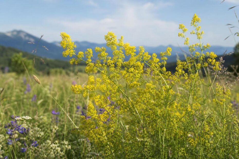 Prava lakota (Galium verum) z drobnimi rumenimi cvetovi na suhem travniku