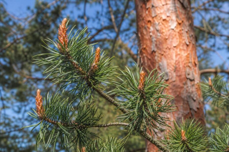 Rdeči bor (Pinus sylvestris) z modrikasto zelenimi iglicami v parih, mladimi brsti in oranžnordečim lubjem.