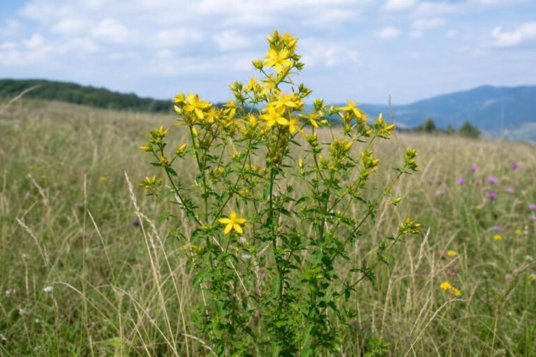 Šentjanževka (Hypericum perforatum) z rumenimi cvetovi na sončnem travniku