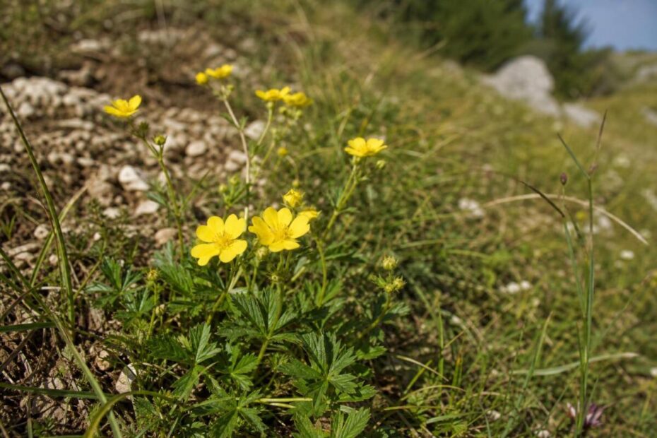 Srčna moč (Potentilla erecta) z drobnimi rumenimi štirištevnimi cvetovi na travniškem rastišču.