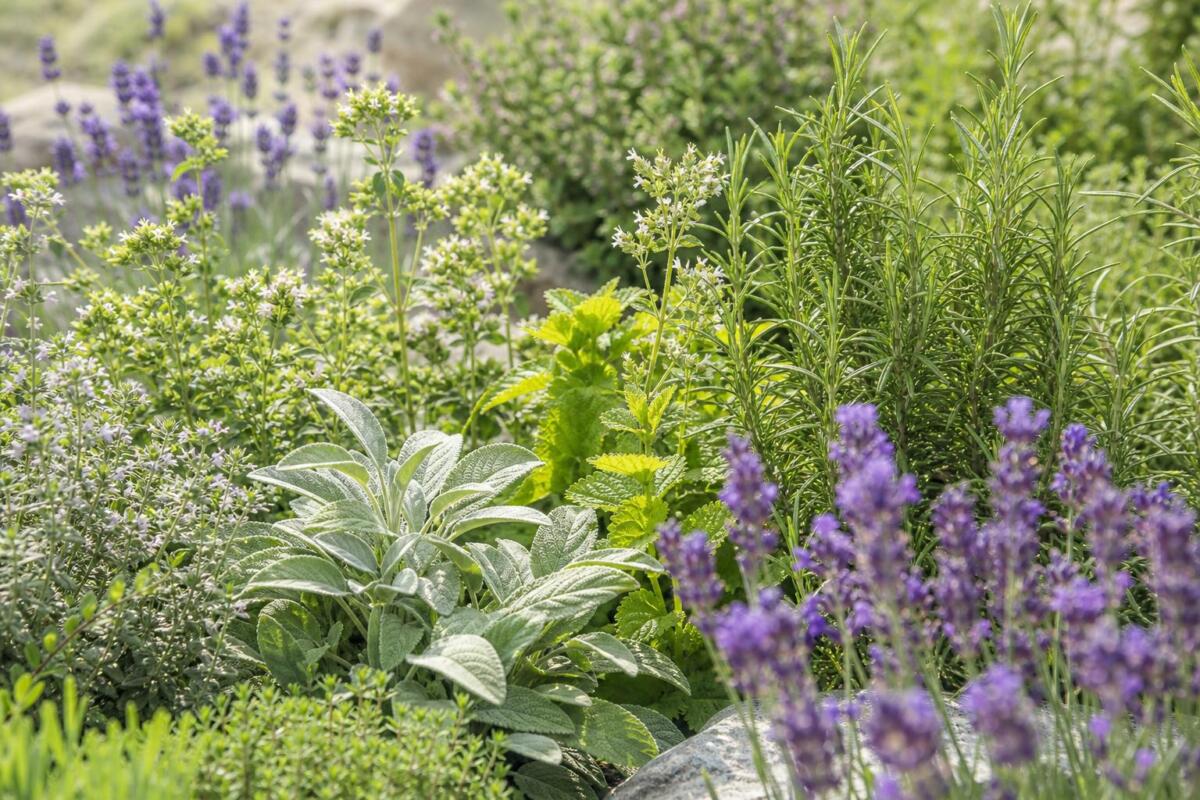 Aromatične zdravilne rastline, povezane s terpeni in terpenoidi