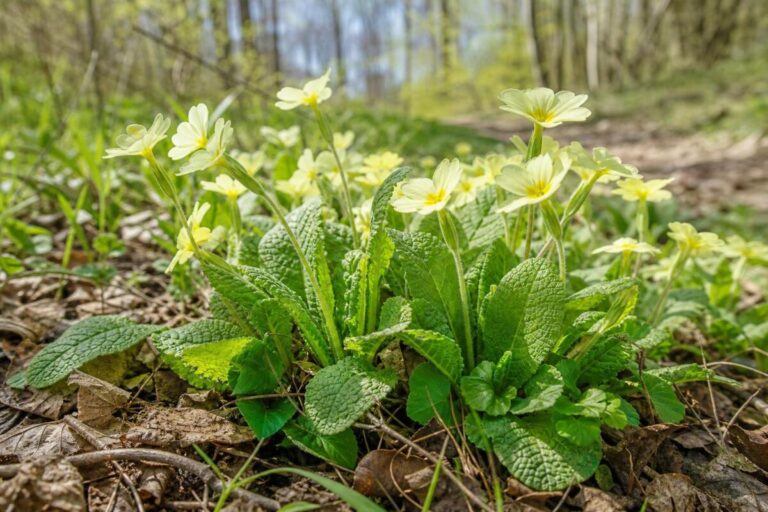 Trobentica (Primula vulgaris) s svetlo rumenimi cvetovi na pomladnem gozdnem robu