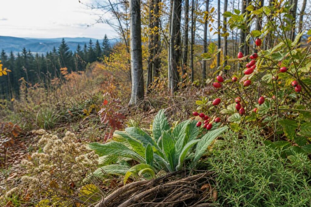 Nabiranje zdravilnih rastlin v novembru v Sloveniji