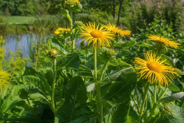 Veliki oman (Inula helenium) z velikimi listi in rumenimi cvetnimi koški.