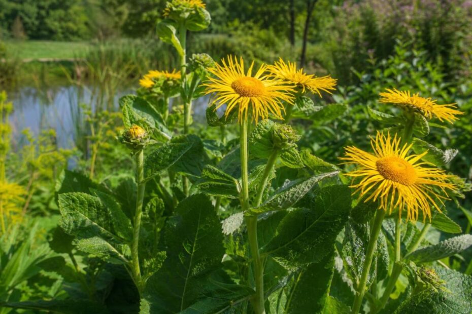Veliki oman (Inula helenium) z velikimi listi in rumenimi cvetnimi koški.