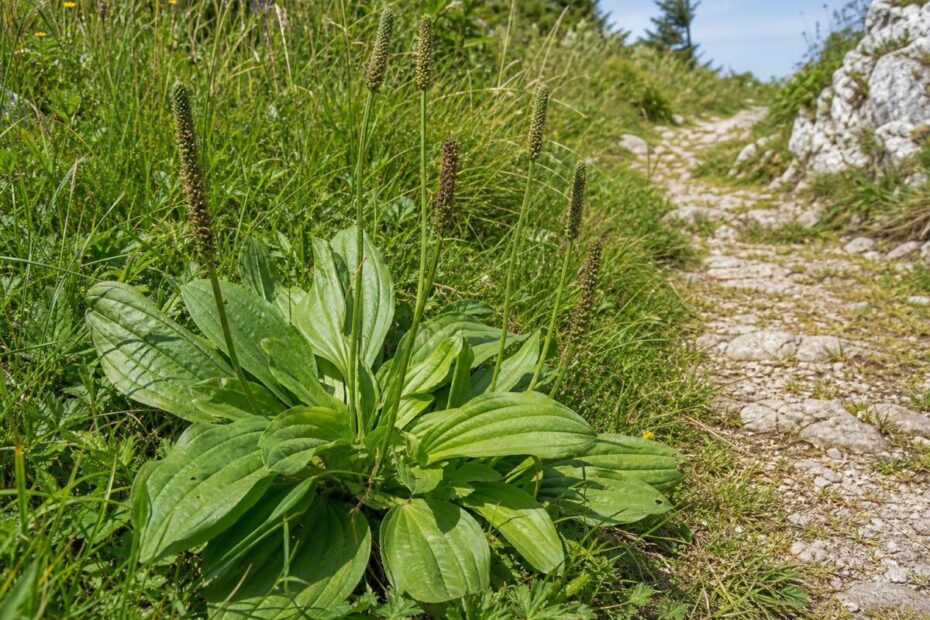 Veliki trpotec (Plantago major) s širokimi žilnatimi listi v rozeti in dolgimi gostimi cvetnimi klasi.