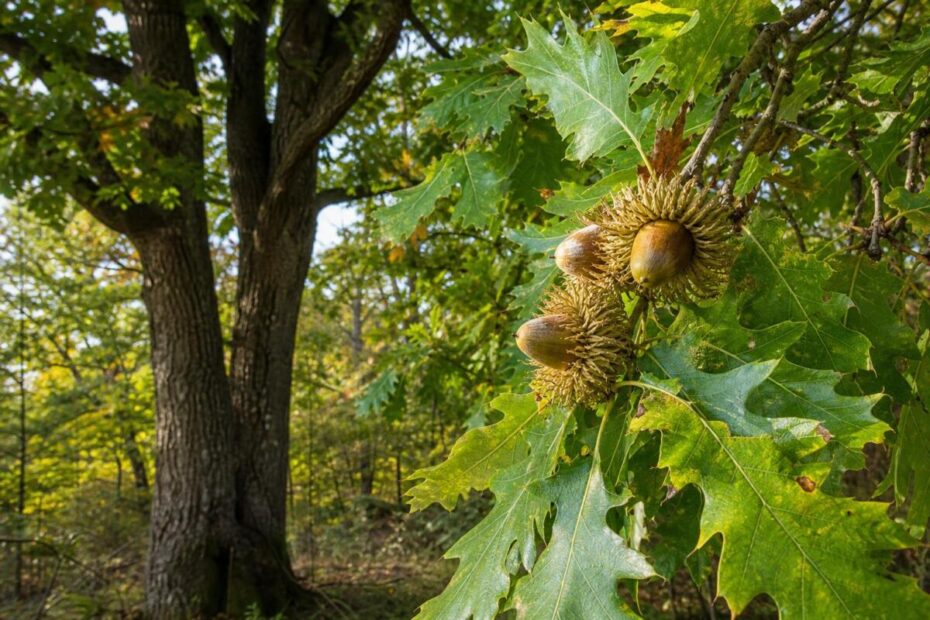 Cer (Quercus cerris) z značilnimi želodi