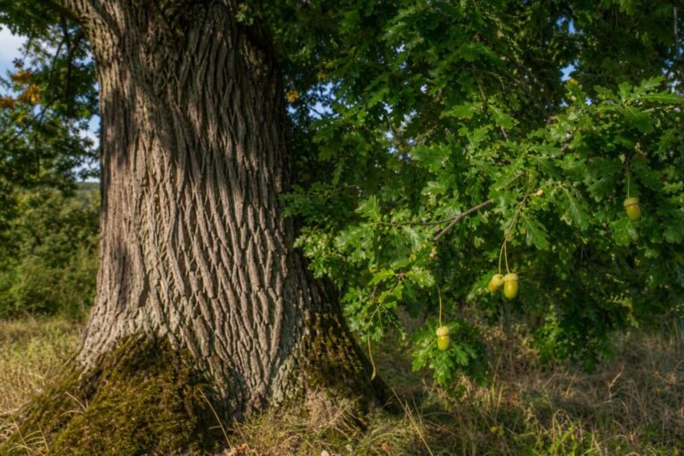 Dob (Quercus robur) z listi in želodi