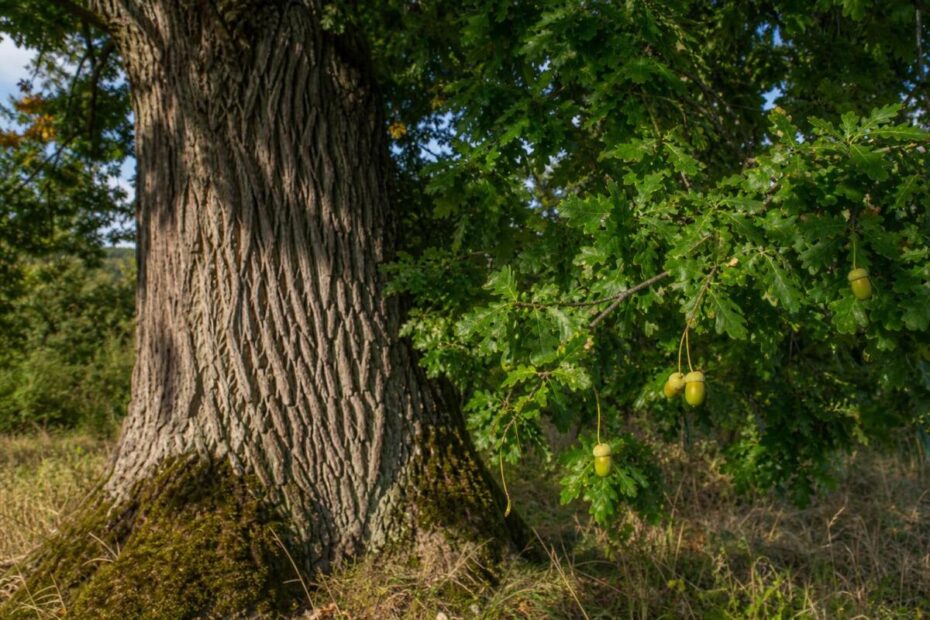Dob (Quercus robur) z listi in želodi