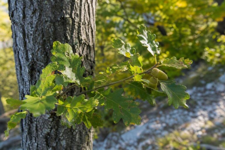 Graden (Quercus petraea) z listi in želodi