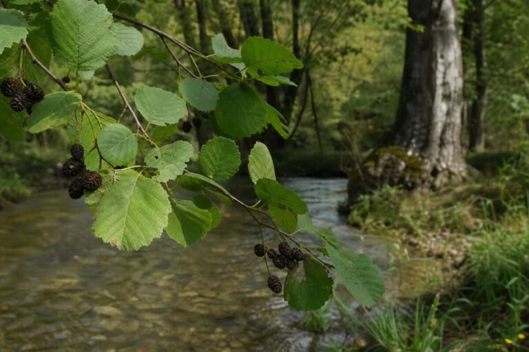 Navadna jelša (Alnus glutinosa) ob potoku