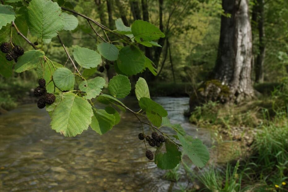 Navadna jelša (Alnus glutinosa) ob potoku