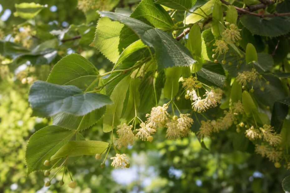 Navadna lipa (Tilia platyphyllos) s cvetovi in srčastimi listi