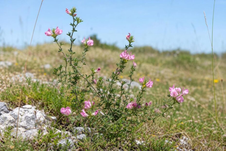 Navadni gladež (Ononis spinosa) z rožnatimi cvetovi
