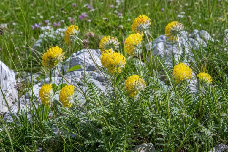 Navadni ranjak (Anthyllis vulneraria) z rumenimi cvetnimi glavicami