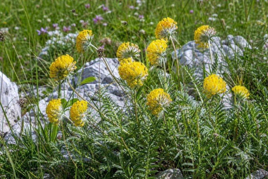 Navadni ranjak (Anthyllis vulneraria) z rumenimi cvetnimi glavicami