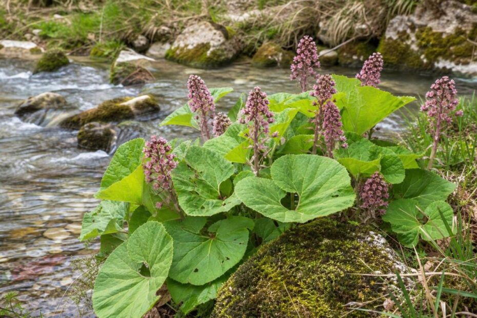 Navadni repuh (Petasites hybridus) ob potoku